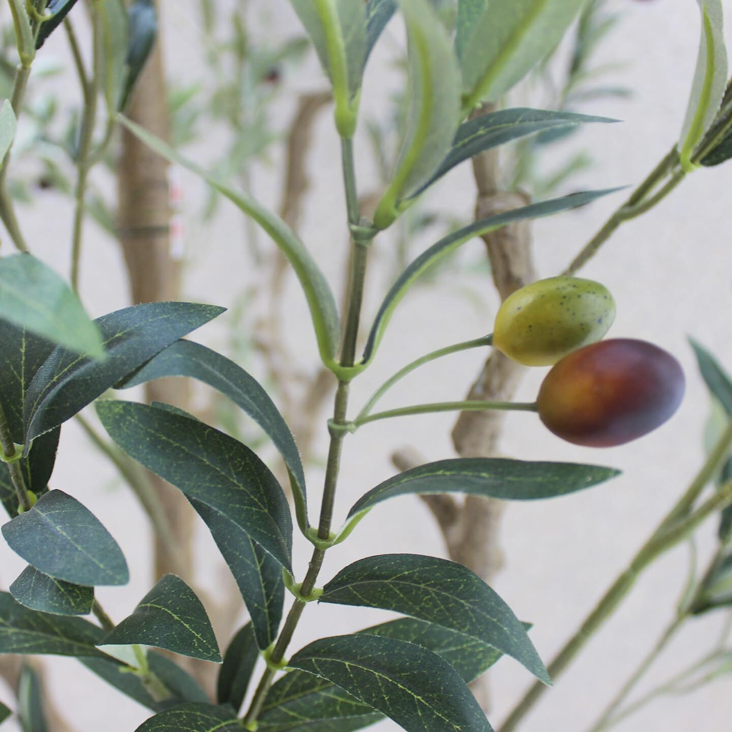 El olivo lucha en el interior #OliveTree