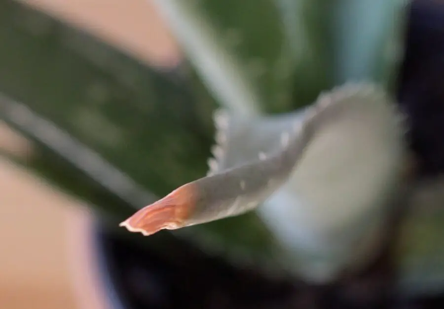 ¿Puntas u hojas marrones en un aloe vera?