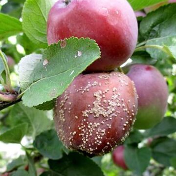 La escasez de mano de obra migrante hace que la fruta se pudra en las granjas del Reino Unido