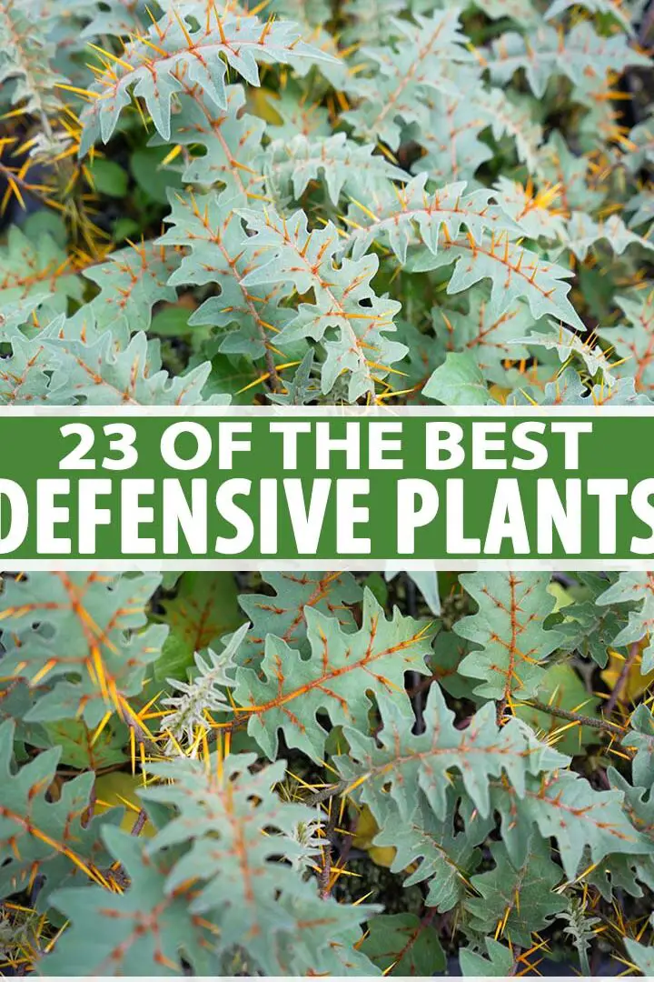 23 de las mejores plantas defensivas para la seguridad del hogar |