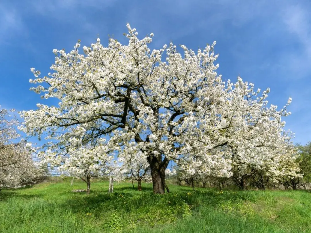 10 árboles con flores blancas - Árboles en flor con flores blancas...