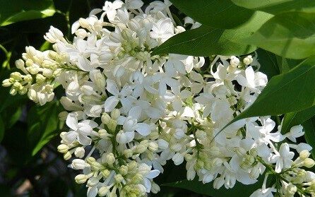 Los mejores arbustos con flores fragantes - Midwest Gardening