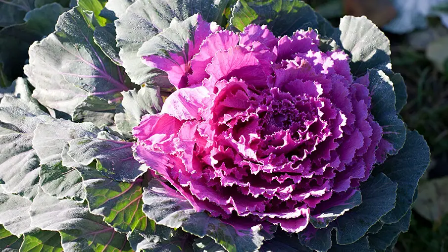 Las plantas de invierno más hermosas de Houston: plantas para todos ...