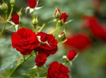 ¿Los posos de café son buenos o malos para las rosas?