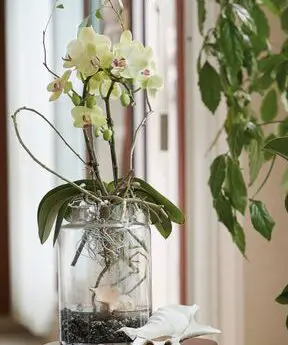 Cultivo de orquídeas en agua: una sencilla guía paso a paso |