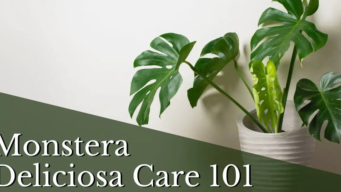 Planta de queso suizo - Monstera deliciosa (Cuidados, Características...