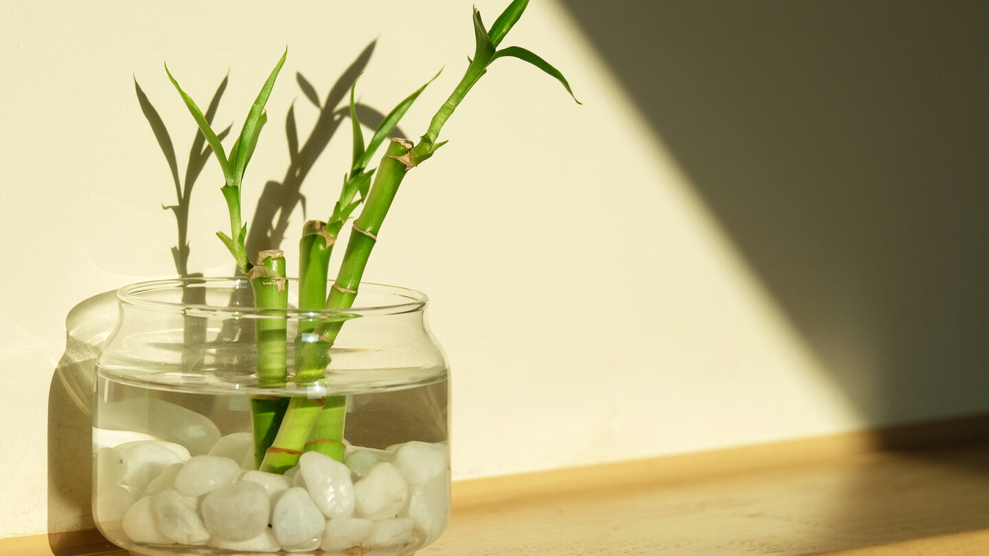 Bambú de la suerte: todo lo que debes saber antes de plantar