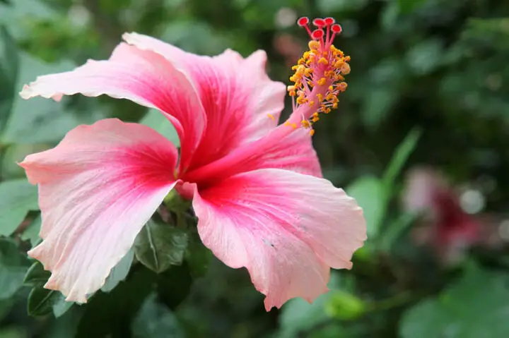 Cómo propagar hibiscos para exhibiciones florales impresionantes