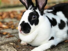 Lindos nombres de conejitos: más de 100 mejores ideas de nombres de conejos - My House Rabbit