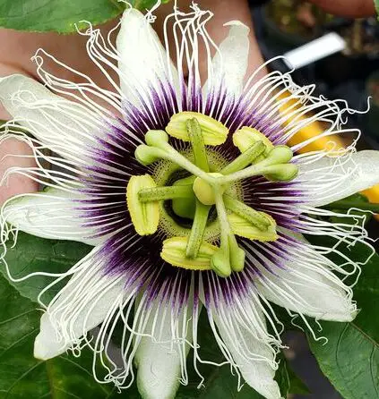 Maracuyá Dorada del Amanecer Dulce, Vid de la Pasión Dorada y Fructífera, Pasiflora