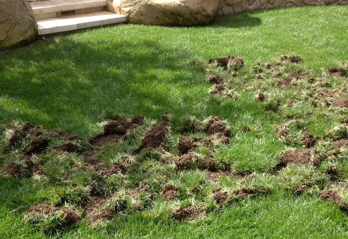 Cómo evitar que los animales excaven el césped