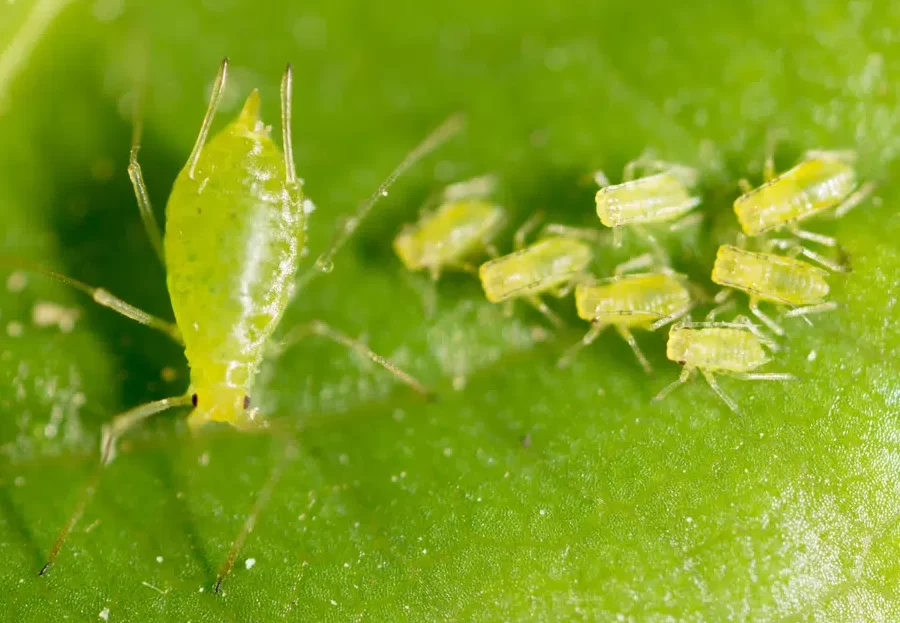 8 plagas comunes de Colorado y cómo prevenirlas: