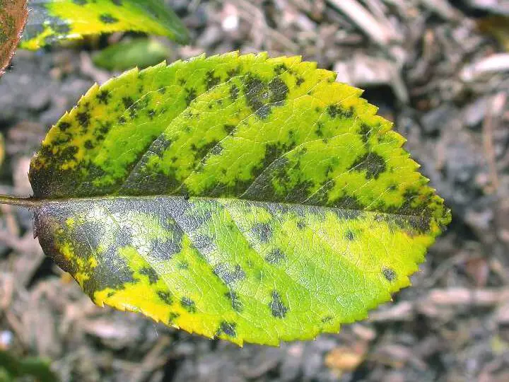 Mancha negra de rosa