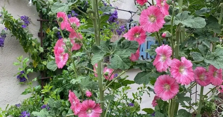 Cómo cultivar malvarrosas: cultivo en el jardín