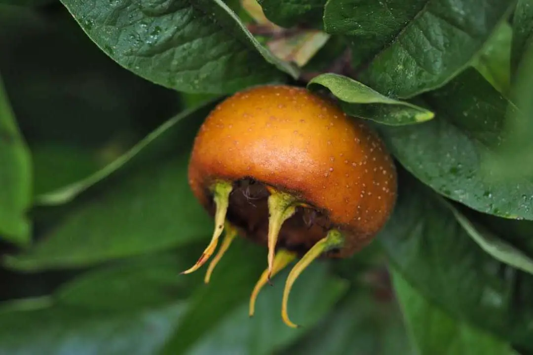 Níspero - plantación, poda, cosecha Mespilus germanicus