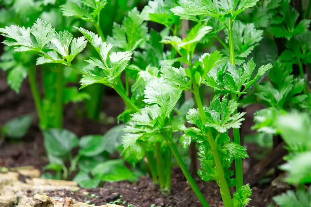 Guías, consejos e información sobre el cultivo de apio |