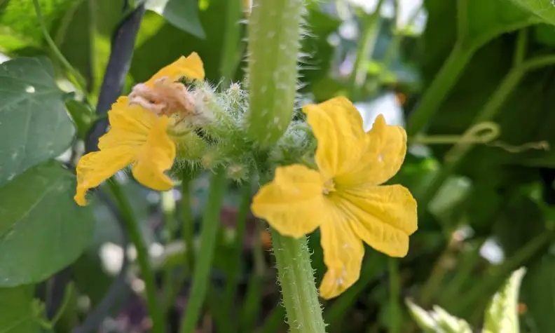 Por qué los pepinos y los tomates no crecen, y otros problemas del jardín...