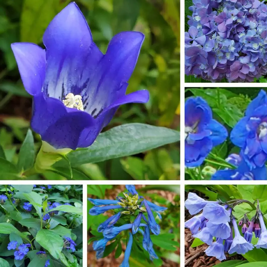 Hermosas flores de jardín azules - The Renaissance Garden Guy