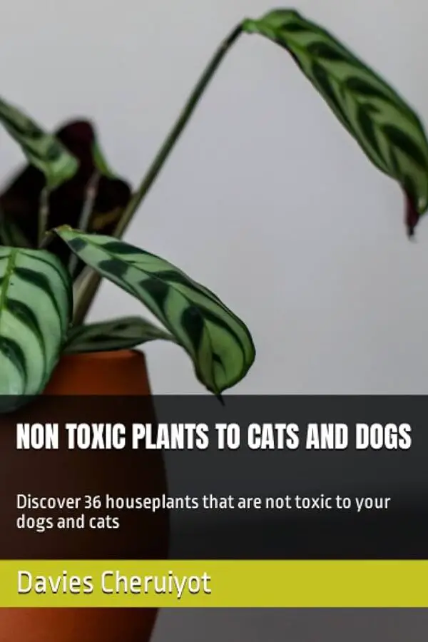 PLANTAS NO TÓXICAS PARA PERROS Y GATOS: Descubre 36 plantas de interior que no son tóxicas para tus perros y gatos