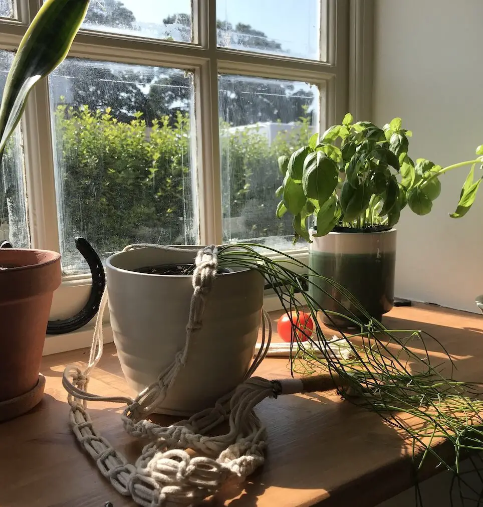Hablemos de luz Parte 2: Plantas para… Habitaciones orientadas al sur…