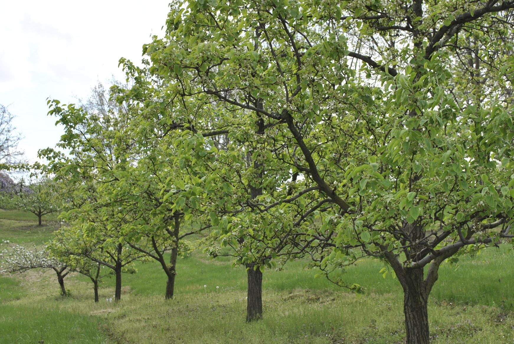 Resolviendo problemas de floración y producción de árboles frutales - Stark Bro's