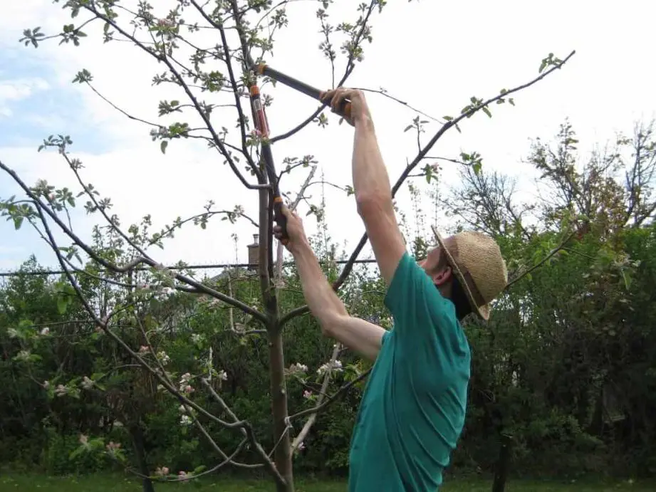 ¿Cuándo podar árboles frutales?