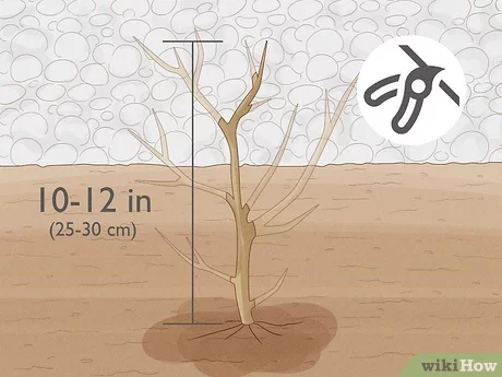 Cómo podar árboles de granada: 14 pasos (con fotos) - wikiHow