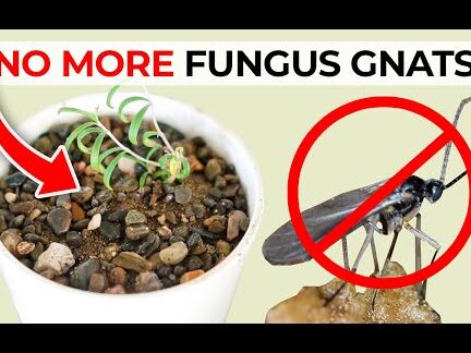 Cómo deshacerse de los mosquitos de los hongos en la tierra para macetas de las plantas de interior - YouTube