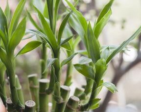 Consejos de propagación de Dracaena: cómo conseguir más plantas de dragón...