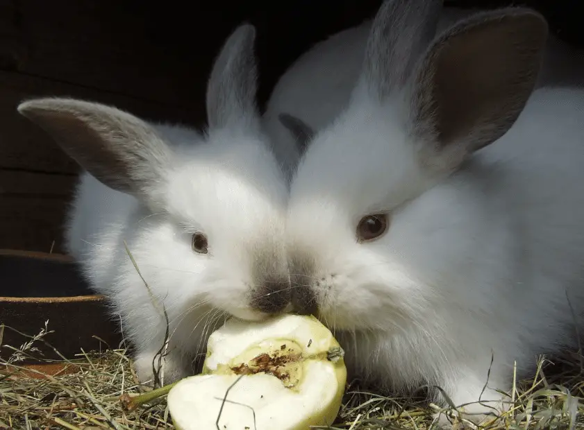 ¿Pueden los conejos comer fresas?