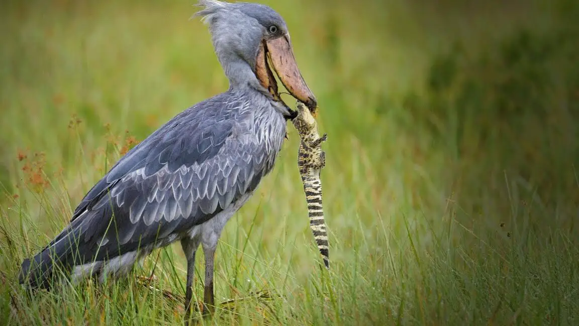 Shoe-Bill Stork - ¡¡¡El pájaro ametrallador !!!