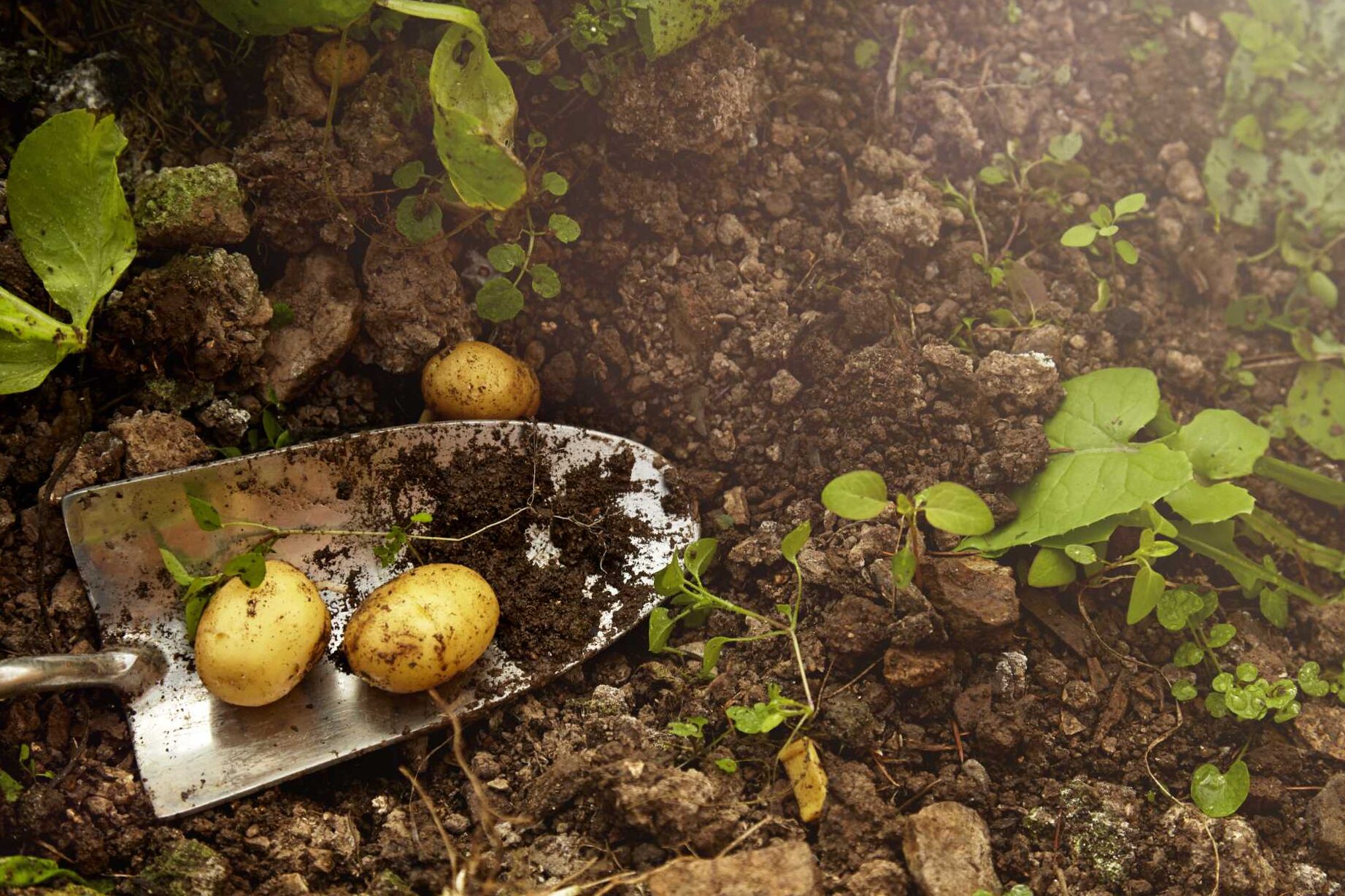 Qué no plantar después de las patatas y qué deberías plantar en su lugar