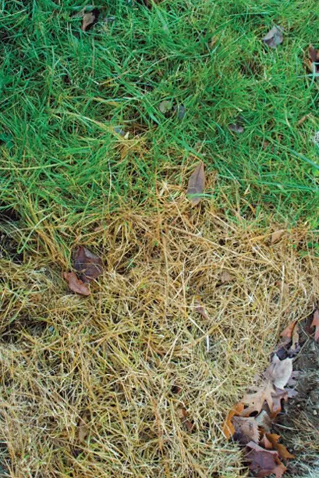 Cuatro formas de quitar el césped de un parterre de jardín