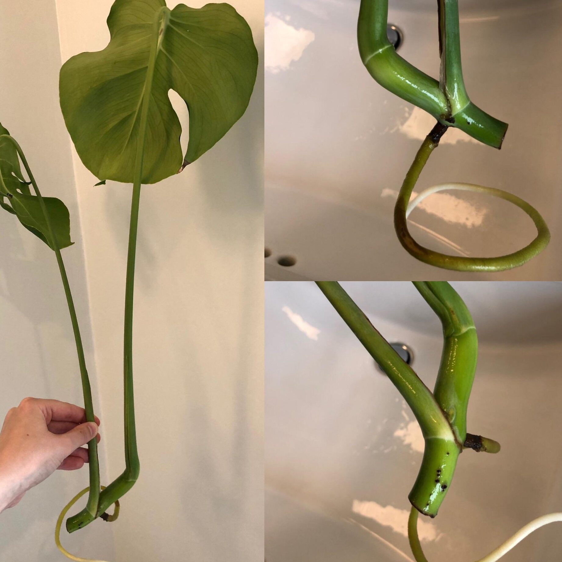 ¿La propagación de Monstera no enraiza?