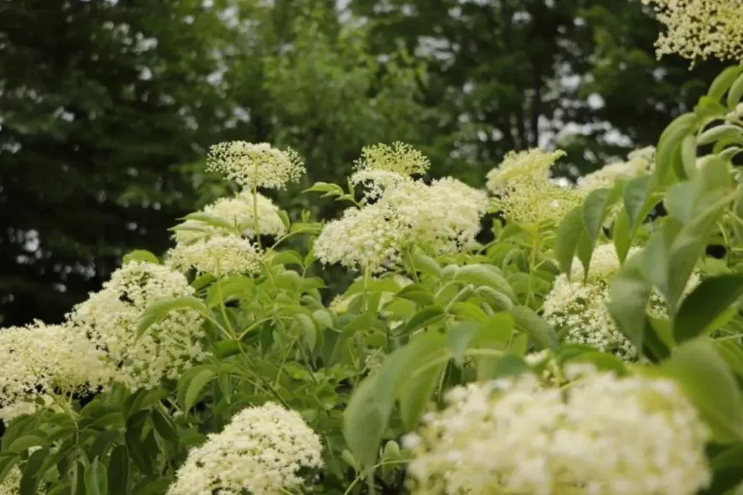 Beneficios de la flor de saúco: es mi vida sostenible