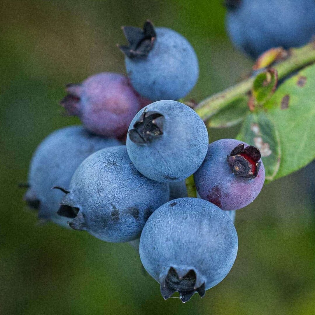 Arándanos silvestres - Recolector de alimentos |