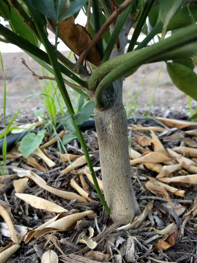 Tenga cuidado con los chupones de portainjertos en los árboles de cítricos - Greg Alder's Yard...