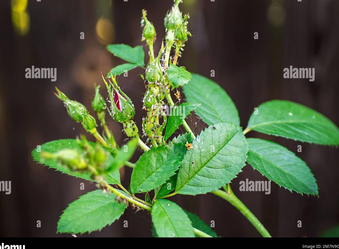 Enfermedades de las rosas fotografías e imágenes de stock en alta resolución - Alamy