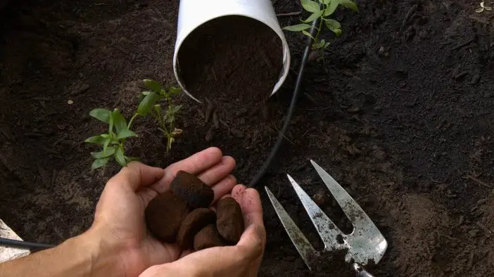 ¿Se pueden fertilizar árboles frutales con posos de café?