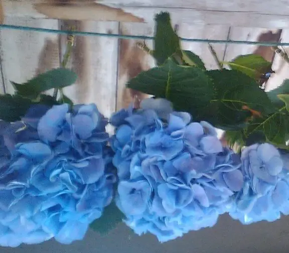 Secado de flores de hortensias |