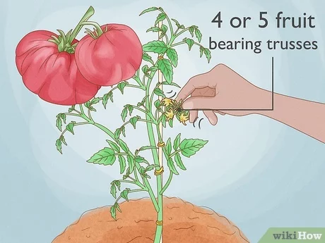Cómo podar tomates: 9 pasos (con fotos) - wikiHow