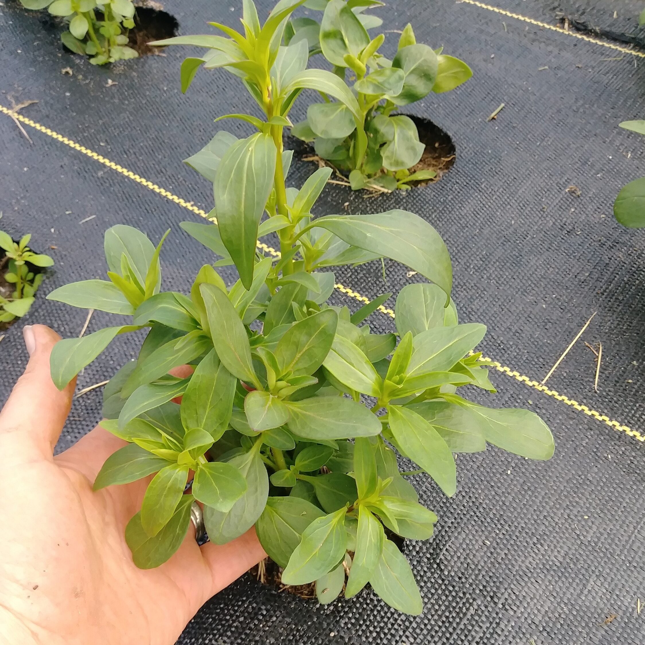 Cómo cultivar: boca de dragón - Granja de tres acres