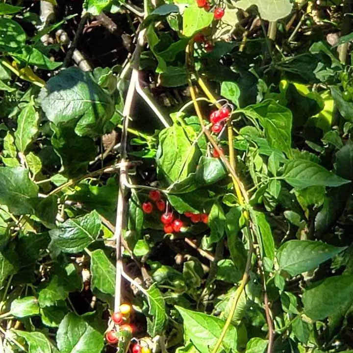 Be Berry, Berry Care - Adiestramiento canino Pawsitive Connection