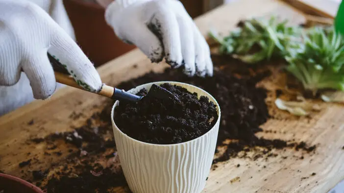 Cómo cultivar y cuidar la adelfa