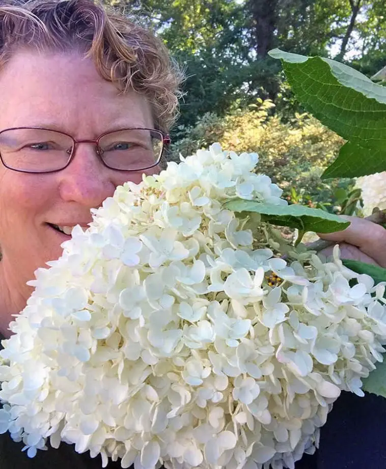 Me encanta Hydrangea paniculata - ¡Hortensias de panícula!