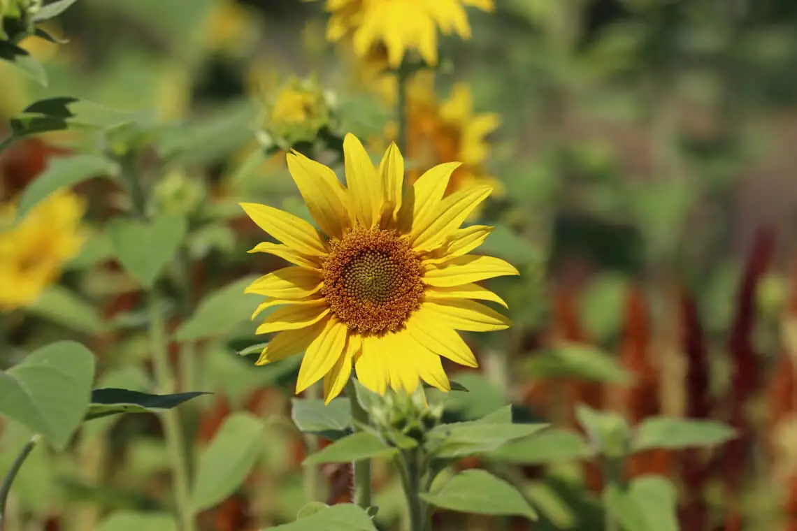 ¿Cortar los girasoles gastados en macetas?