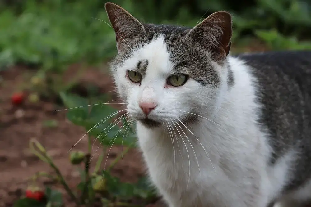 ¿El drago es venenoso para los gatos? Esto es importante tener en cuenta