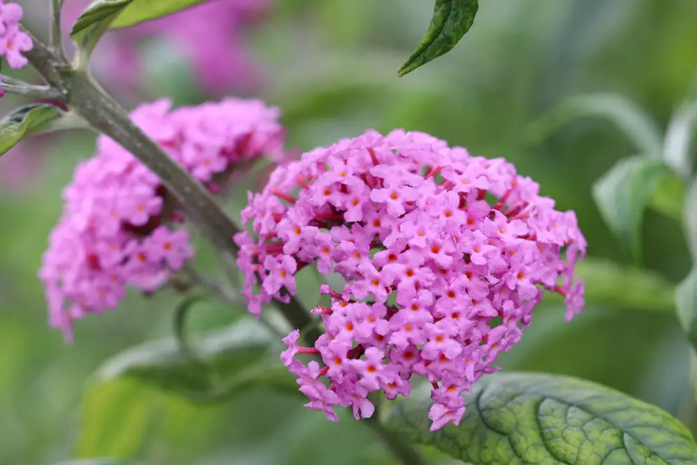 ¿Es la buddleia venenosa? Información para niños, perros y gatos.