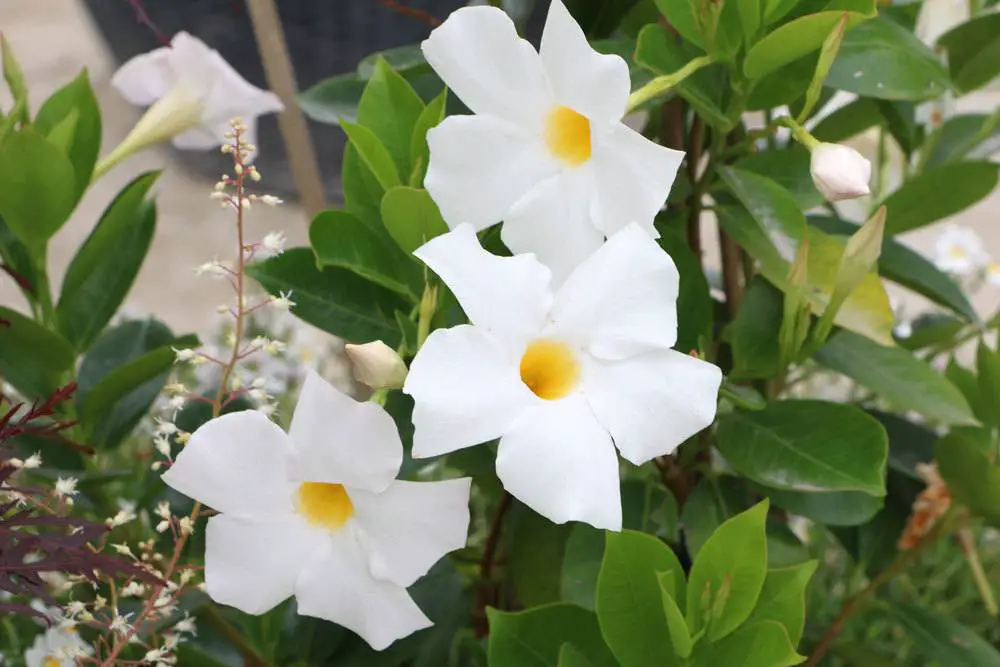¿Es venenosa la mandevilla? Toda la información sobre Sundaville/Dipladenia