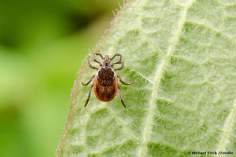¿Existen animales parecidos a las garrapatas: escarabajos o insectos? | reconocer garrapatas